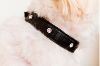 Magnetic Pet Collar Faux Leather - Moc Croc
